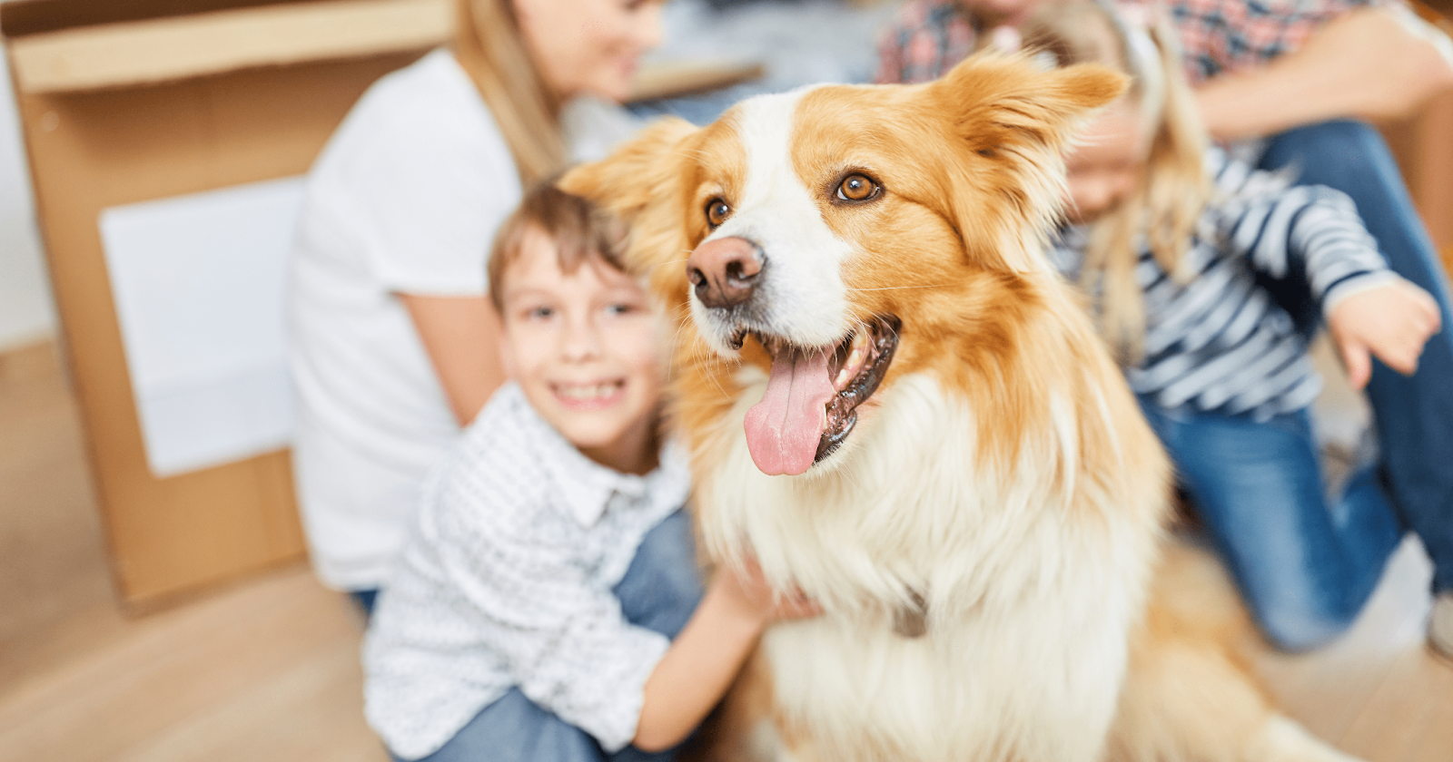 How Do Dogs Adjust To A New Family